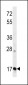 APOO Antibody (N-term )